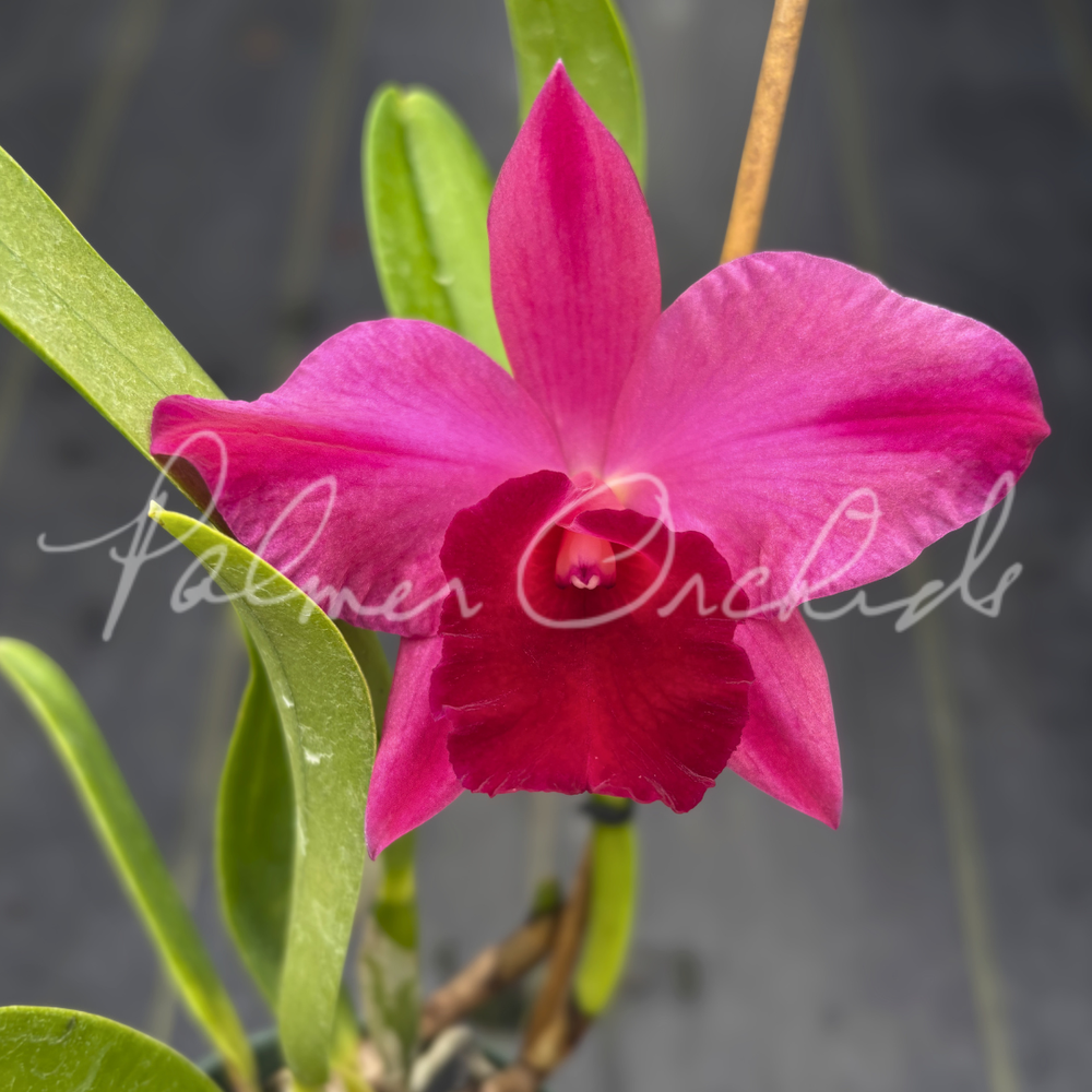 Rlc. Higher Multiplier — Palmer Orchids